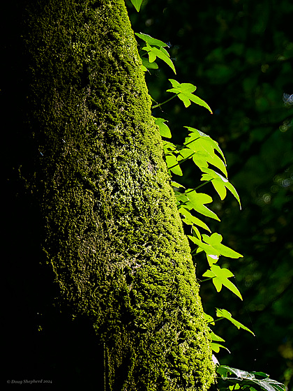 Woodland light and shadow 1