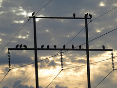 Vultures waiting for the sunrise