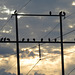 Vultures waiting for the sunrise