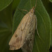 IMG 3087 Moth-2