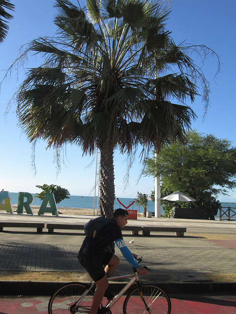 Carnaúba (Copernicia prunifera).