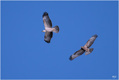 Bondrées apivores en migration au cap Sicié Bondrées apivores en migration au cap Sicié