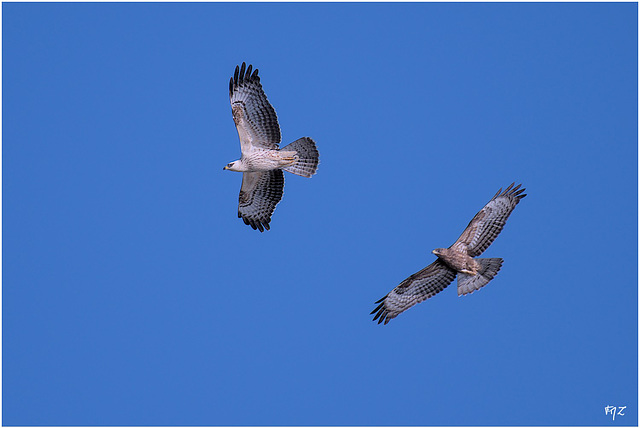Bondrées apivores en migration au cap Sicié