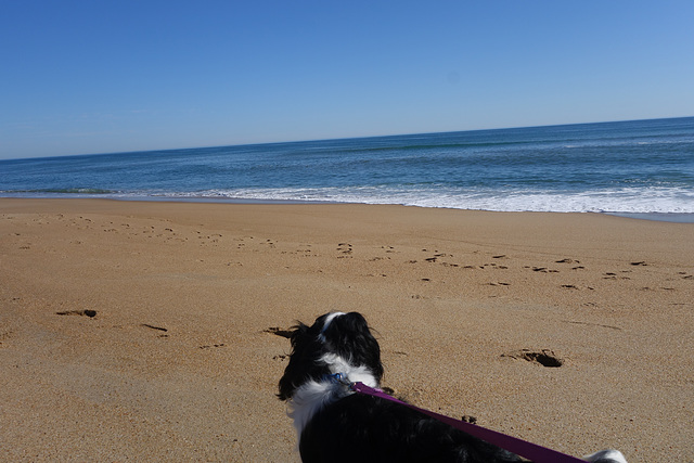 Abby sees the ocean for the first time