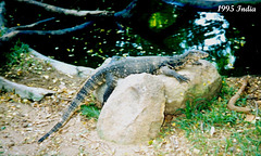 22 Large Monitor Lizard