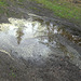 Puddle pollen reflection