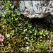 Arenaria serpillyfolia (3)