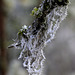 Frost and Lichens