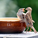 Mummy Sparrow Feeding her Young One, Mouth-to-Mouth