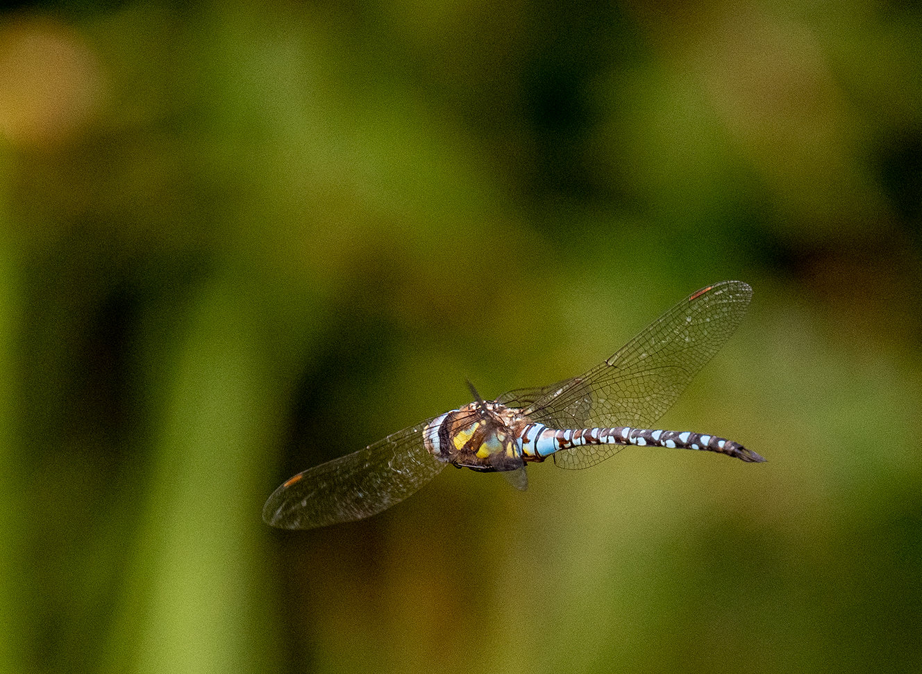 Migrant hawker