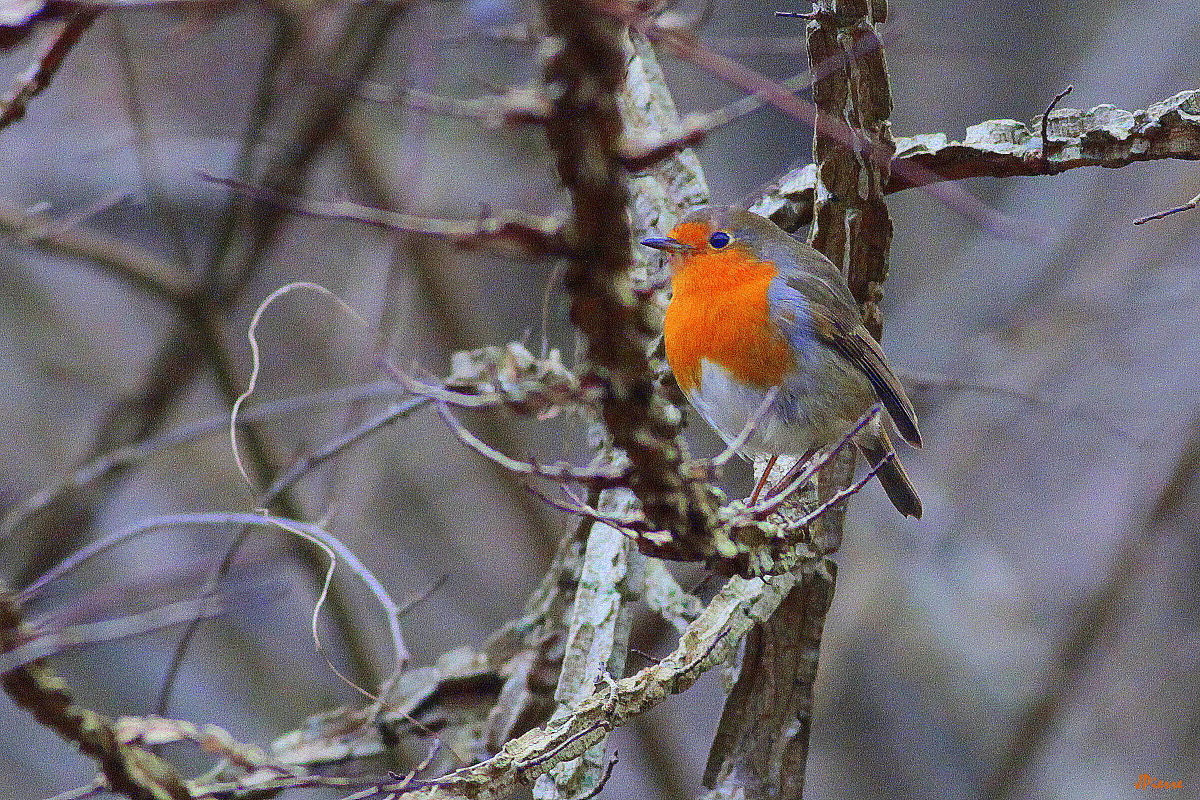 Rouge Gorge