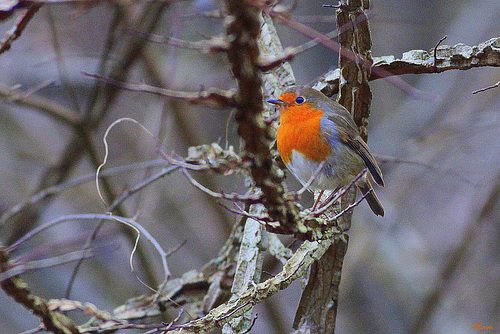 Rouge Gorge