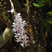 20200315-4122 Dendrobium barbatulum Lindl.