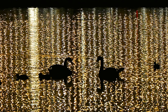 Schwarze Schwäne / Black Swans