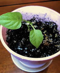 Green pepper plant started from seed