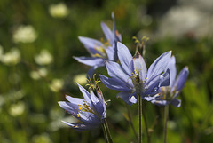 Spurless Columbine