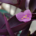 Tradescantia pallida, ‘Purple Heart’