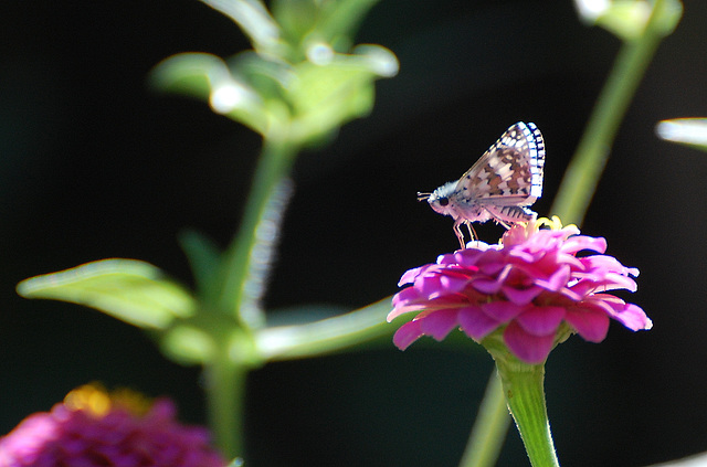 Fiery skipper