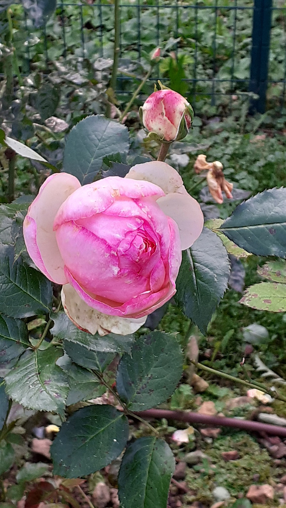 Musée de la rose de Grisy-Suisnes