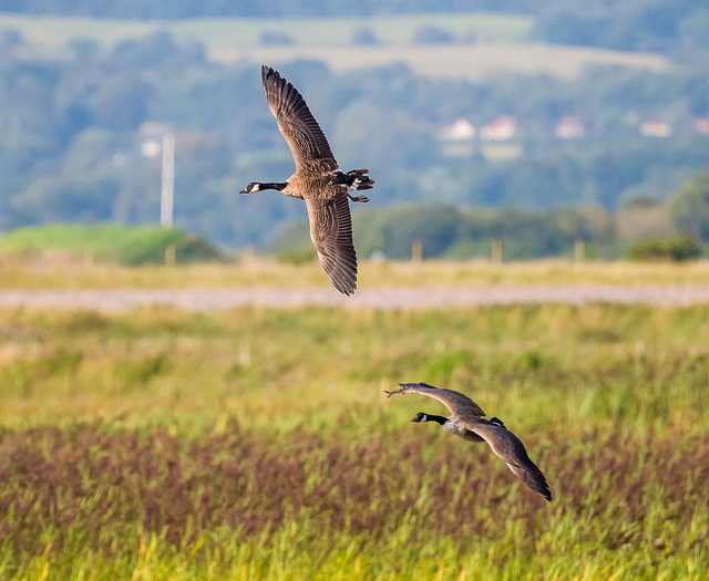 Canada geese