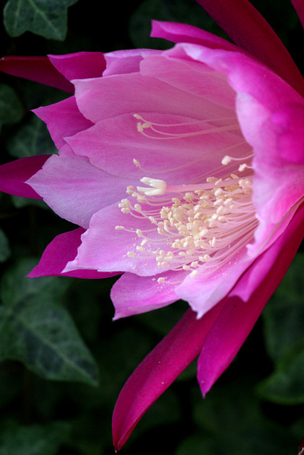 Epiphyllum