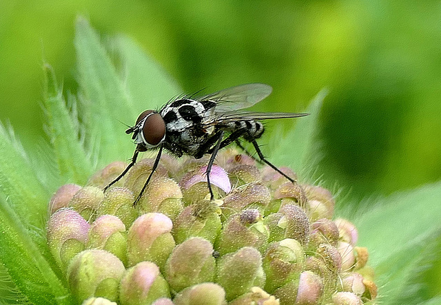 La mouche qui voulait...