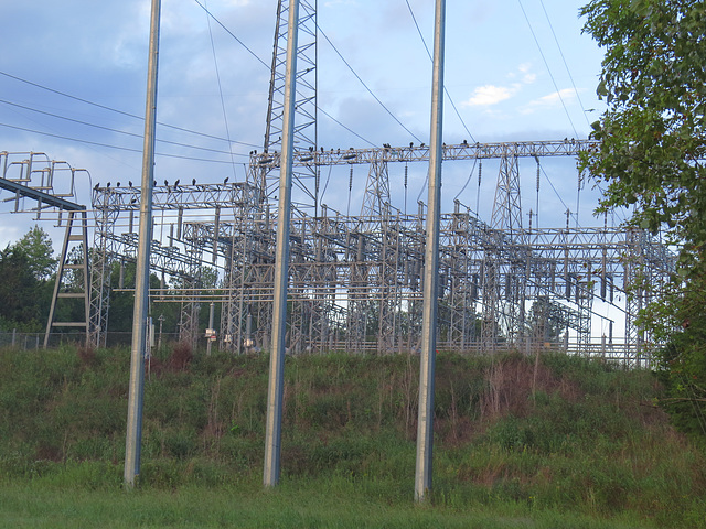 Vultures on TVA electric substation