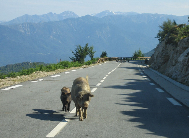 Faune de Corse