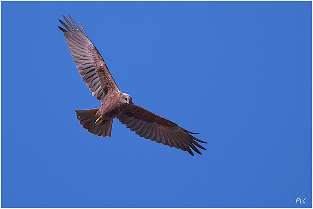 Busard des roseaux aux Vieux Salins d'Hyères