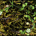 Arenaria serpillyfolia (4)
