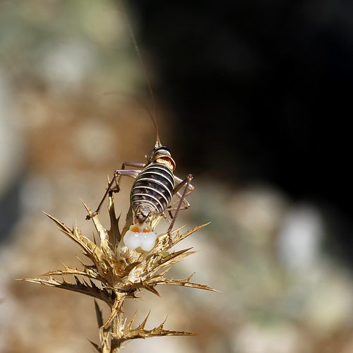 Ephippiger sp.♀