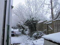 The trees look so delicate with the snow on them