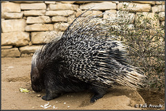 Das Stachelschwein