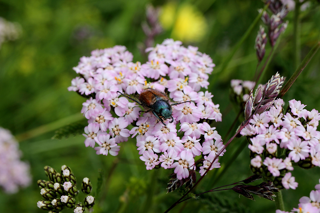 Gartenkäfer auf rötlicher Schafgarbe