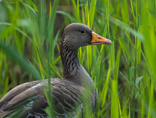 Greylag goose