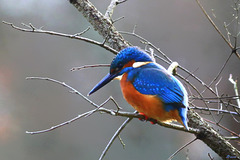 Alcedo Atthis