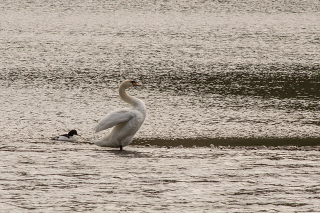 Mute Swan and (Male)Goosander-5715