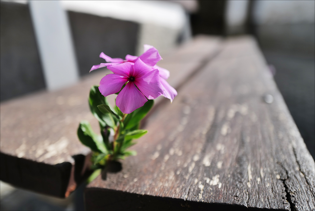 Catharanthus roseus, Penedos, HBM