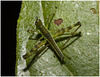 IMG 7423 Grasshopper