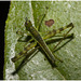 IMG 7423 Grasshopper