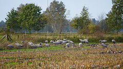 HFF - Vogelparadies