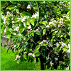 An intense smell of orange tree flower floats in the garden