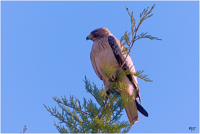 Aigle botté hivernant au plan de La Garde