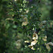Salvia glutinosa (1)