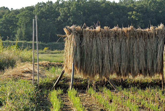 Drying rice plant