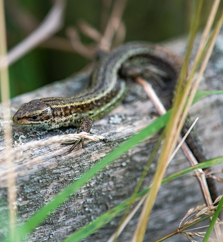 Female common lizard