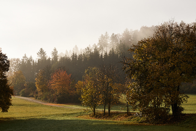 Licht im Nebel