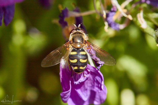 Die Gemeine Feldschwebfliege (Eupeodes corolllae) PiP