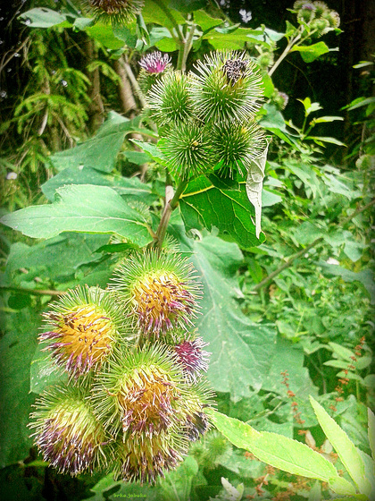 Burdock