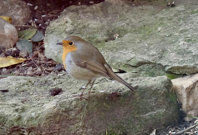 Mon petit rouge gorge,très fidèle .